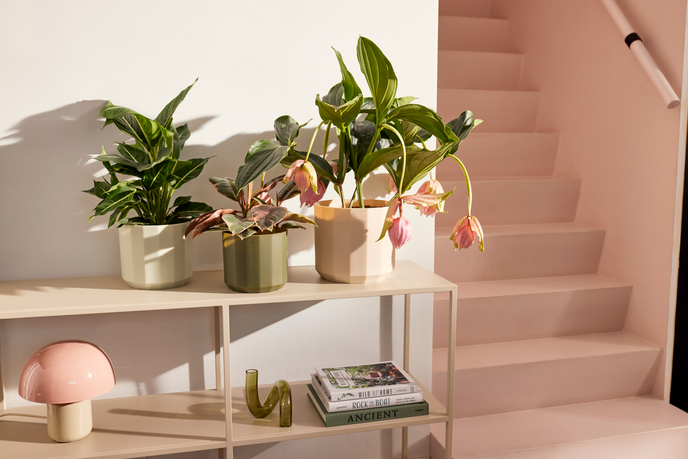 facet round 14cm tea green